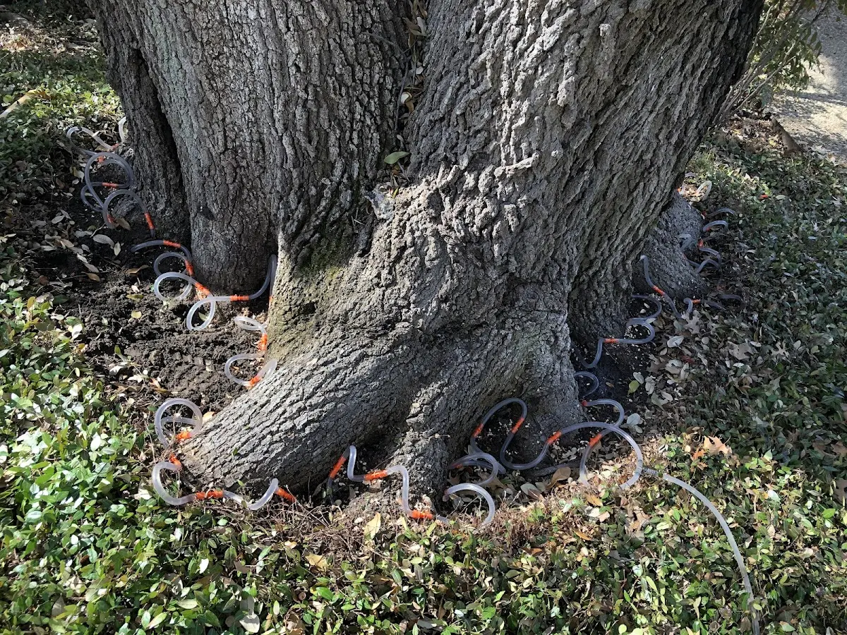 Detailed Tree Cabling and Bracing job site in Brady Lake