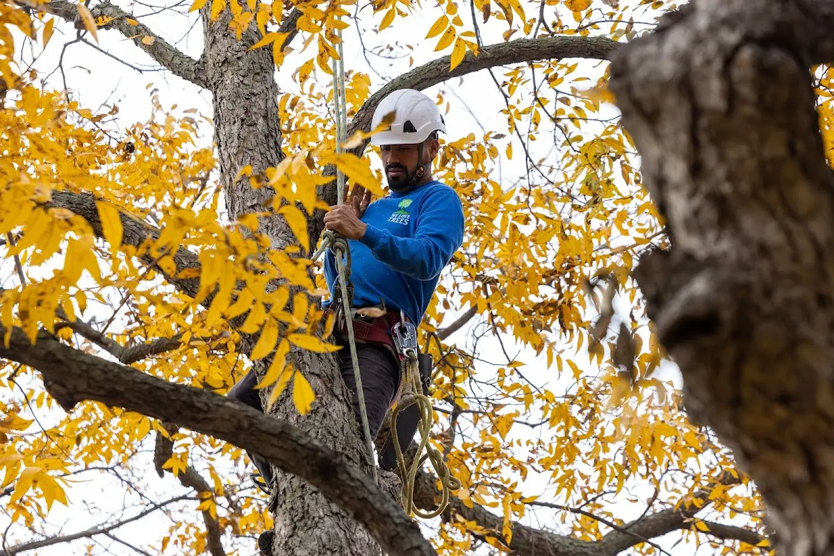 Skilled Tree Planing crew working in Brady Lake