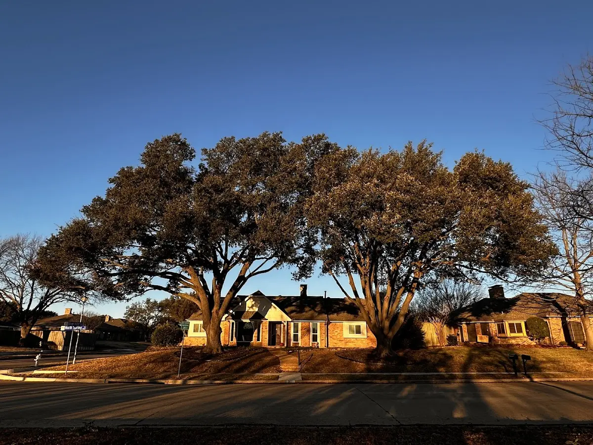 Established residential canopy tree shading a home in Brady Lake
